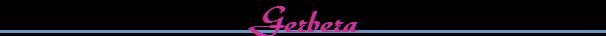 Gerbera